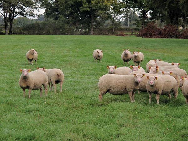 La Charmoise, actualités et tendances d'une race ovine résiliente